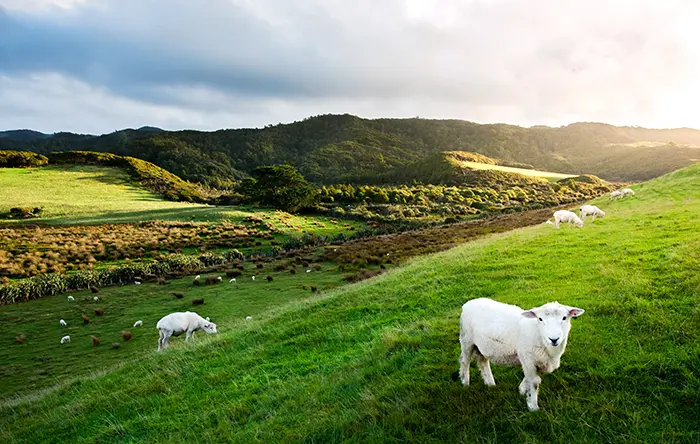 ニュージーランドの牧草地